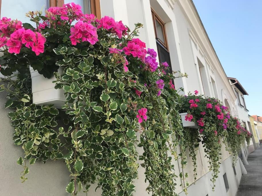 Charmantes Cottage Appartement Pottelsdorf Εξωτερικό φωτογραφία